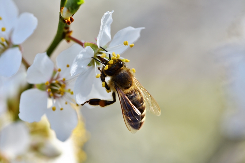 jardinerie-CASTILLON-min_bee-4092986